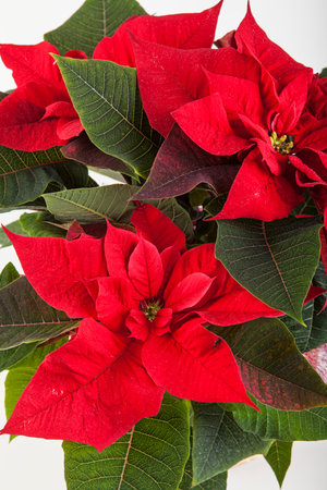 Christmas flower poinsettia isolated on white background, close upの写真素材