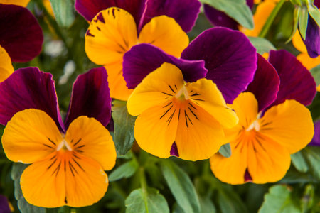 Colorful pansy flowers blooming in the garden, close up
