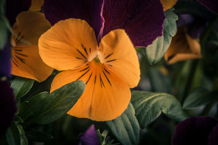 Close up of colorful pansy flowers in the garden. Selective focus.の写真素材