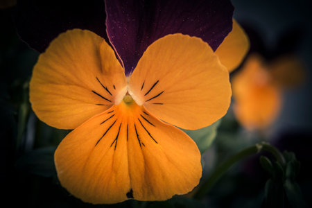 Viola tricolor pansy flower close-up macro photographyの写真素材