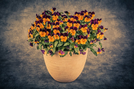 Viola tricolor pansy flowers in vase on grunge backgroundの写真素材