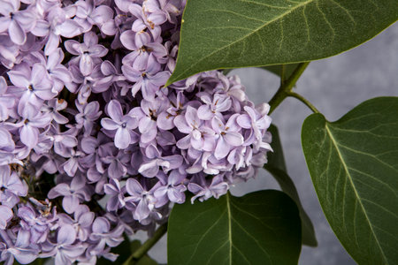 Purple lilac flowers with green leaves on a gray background.