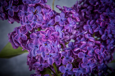 Beautiful lilac flowers on a dark background. Selective focus. Toned.