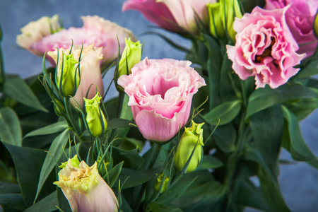 Bouquet of pink eustoma flowers on blue background.の写真素材
