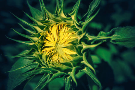 Beautiful sunflower in the garden. Filtered image processed vintage effect.の写真素材