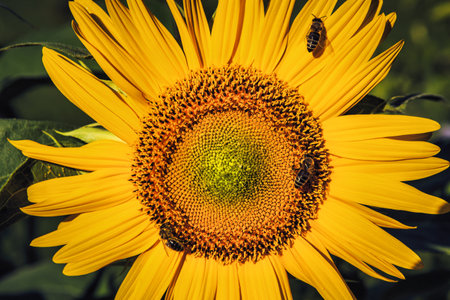 Sunflower with a bee on it. Selective focus. Shallow depth of field.