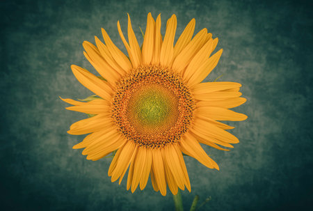 Sunflower on grunge background with filter effect retro vintage style.の写真素材