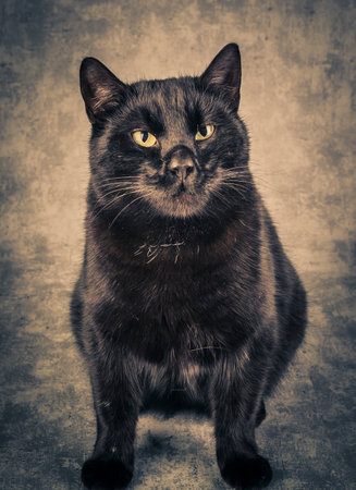 portrait of a black cat with yellow eyes on a gray backgroundの写真素材