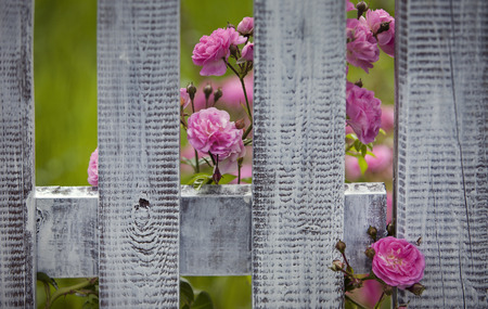 Shabby Fence With Roses Royalty Free Images Photos And Pictures Shabby Fence With Roses Royalty Free