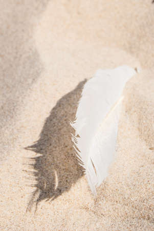 Small bird feather on sandy beachの写真素材