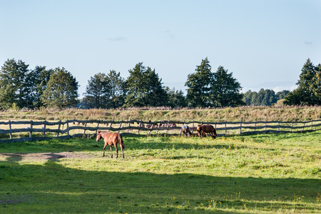 Horse standingの写真素材