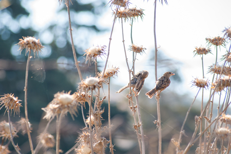Two sparrows closeupの写真素材