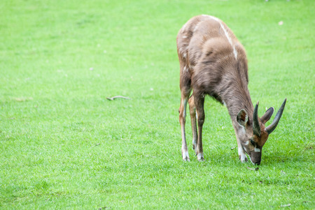 antelope eating grassの写真素材