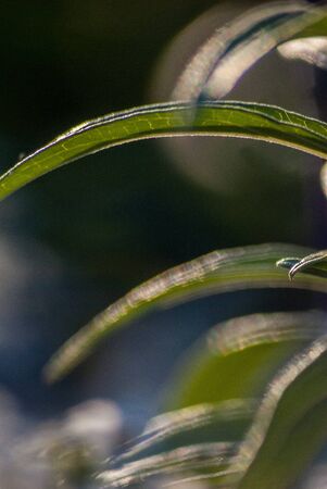 Flower on a windy day, sunsetの写真素材