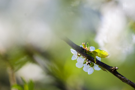 Closeup of spring flowersの写真素材