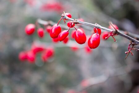 Red flower branchの写真素材