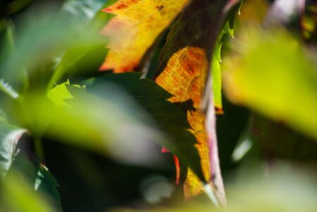 Leaf closeupの写真素材
