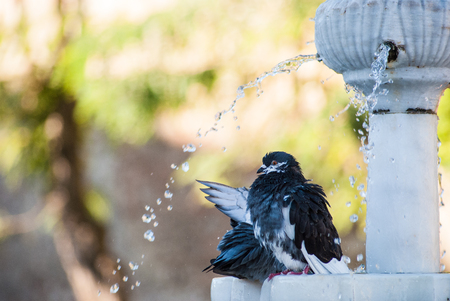 Two pigeons bathing in a fountainの写真素材