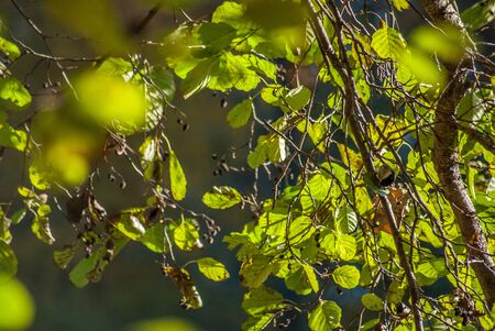 Autumn leaves closeupの写真素材
