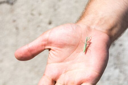 Man holding a mantis on his handの写真素材