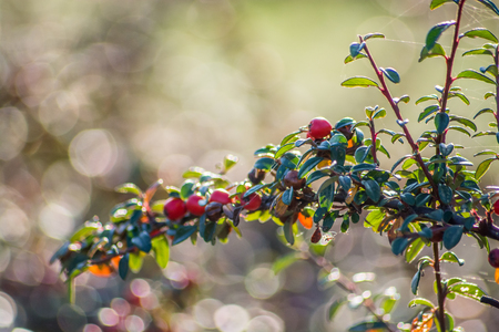 Red berries closeup bokehの写真素材