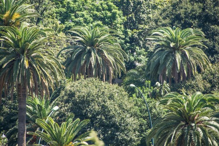 Palm treesの写真素材