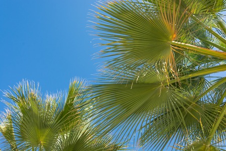 Palm treesの写真素材