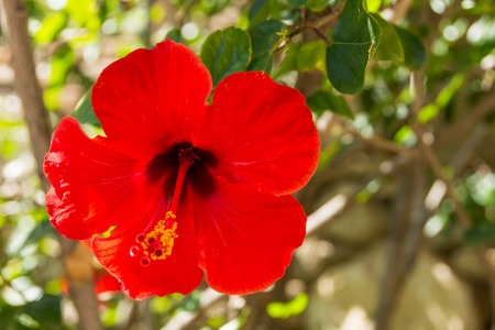 Flower close upの写真素材