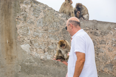 GIBRALTAR - September 13, 2017 - Monkeys sitting on tourists handのeditorial素材