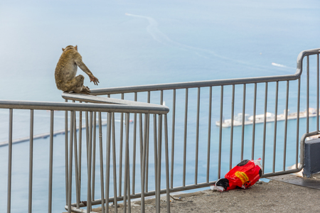GIBRALTAR - September 13, 2017 - Monkey taking things out of a plastic bagのeditorial素材