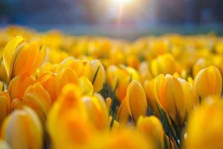 The first beautiful yellow crocuses blooming in the spring garden, in park in sunset. Selective focusの写真素材