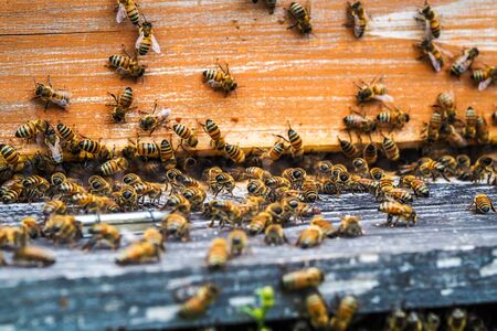 Lots of bees - swarm of bees at their hive, beekeeping. Selective focusの写真素材