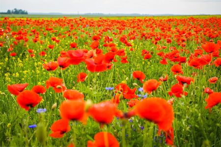 Very beautiful red flowering large poppy fieldの写真素材
