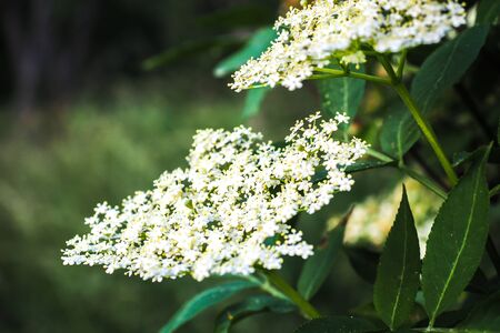 Blooming elderflower in garden (Sambucus nigra). Common names: elder, elderberry, black elder, European elder.の写真素材