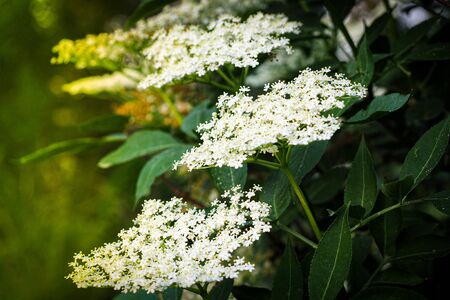 Blooming elderflower in garden (Sambucus nigra). Common names: elder, elderberry, black elder, European elder.の写真素材