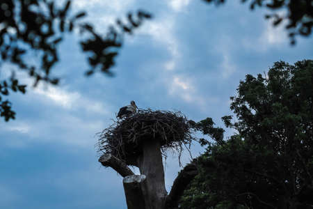 Stork in the nest in evening, big storks nest