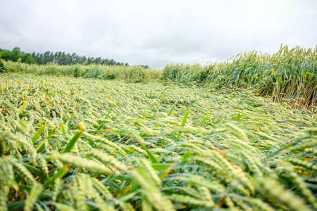 Wheat field flattened by rain, ripe wheat field damaged by wind and rainの写真素材