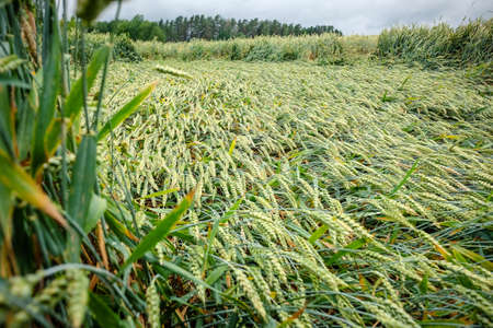 Wheat field flattened by rain, ripe wheat field damaged by wind and rainの写真素材