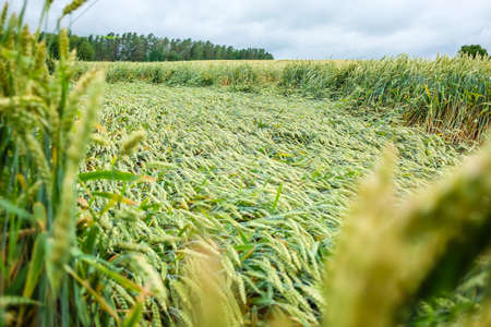 Wheat field flattened by rain, ripe wheat field damaged by wind and rainの写真素材