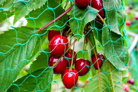 Ripe cherries on the cherry tree with protective netting to keep birds from eating the fruit. Closeupの写真素材