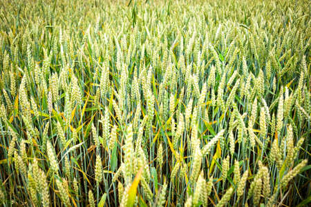 Large, beautiful, green field of wheat in summer on a sunny day