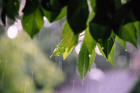 Rainy summer day. Tree leaves with raindrops. Selective focusの写真素材