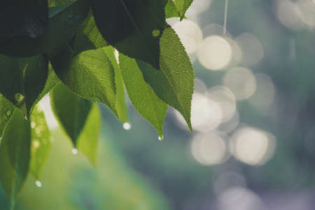 Rainy summer day. Tree leaves with raindrops. Selective focusの写真素材