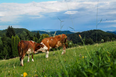 Brown mountain cows grazing on an alpine pasture in Sloveniaの写真素材