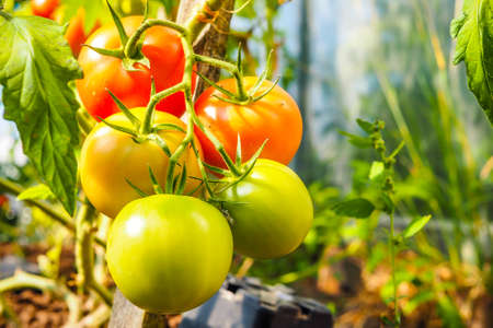 Green tomatoes growing riping in greenhouse, selective focusの写真素材