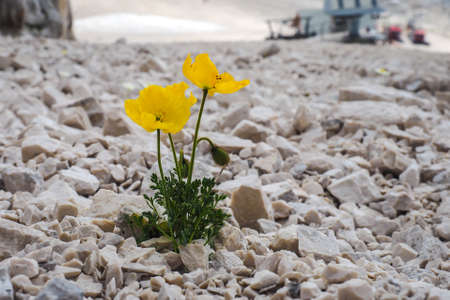 Close up of a yellow anemone ranunculoides blooming in mountains, Alpsの写真素材