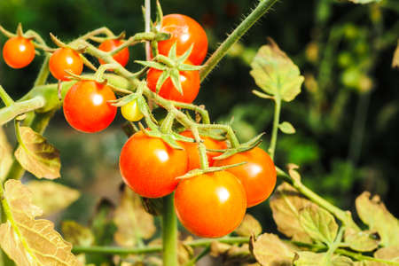 Fresh ripe red tomatoes plant growth in organic greenhouse garden ready to harvest, selective focusの写真素材