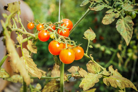 Fresh ripe red tomatoes plant growth in organic greenhouse garden ready to harvest, selective focusの写真素材