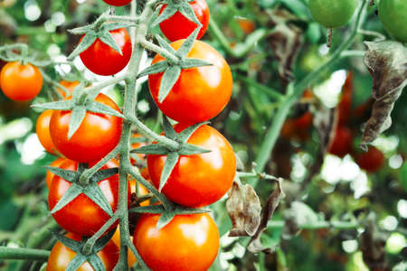 Fresh ripe red tomatoes plant growth in organic greenhouse garden ready to harvest, selective focusの写真素材