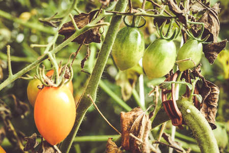 Italian plum tomatoes plant growth in organic greenhouse garden ready to harvest, selective focusの写真素材